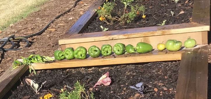 Garden Peppers 