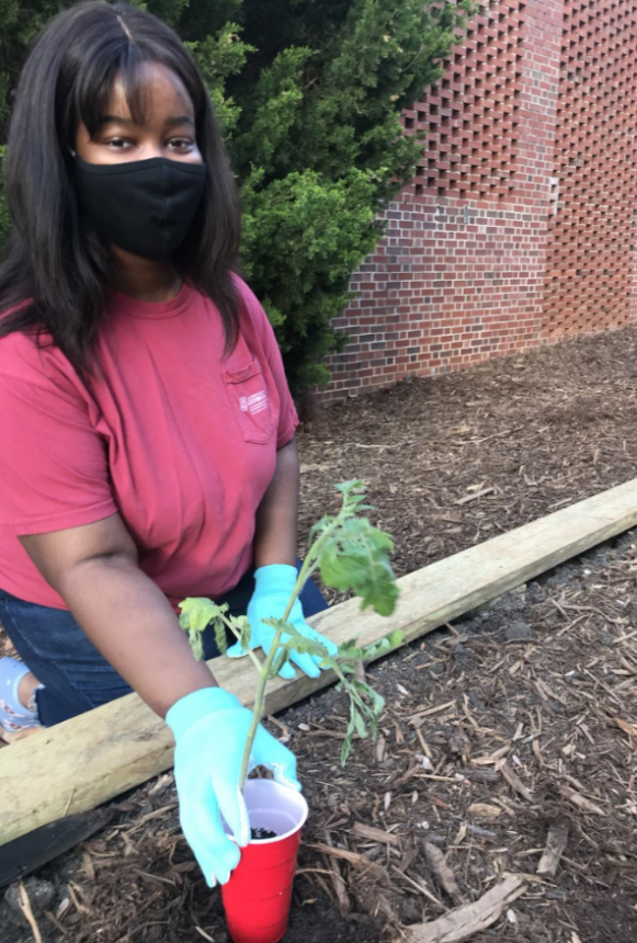 A student plants in the FRC garden