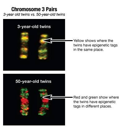 Twin Study