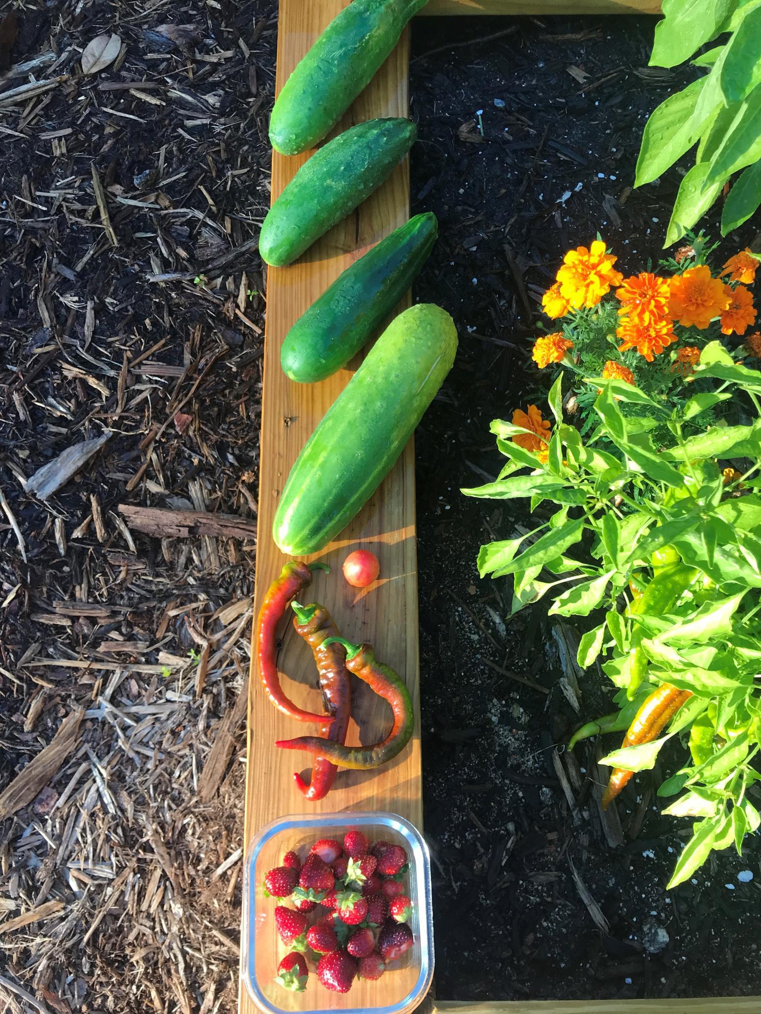 FRC Garden Crops
