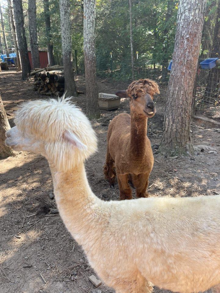 Alpacas at Sweet Olive