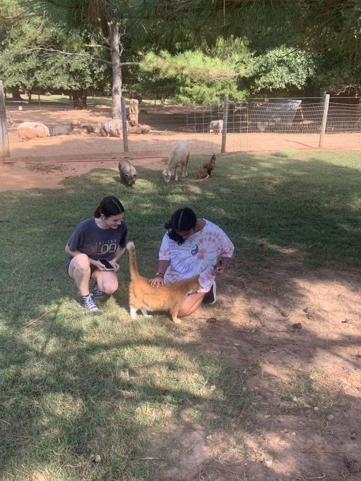 Petting Break at Sweet Olive Farm