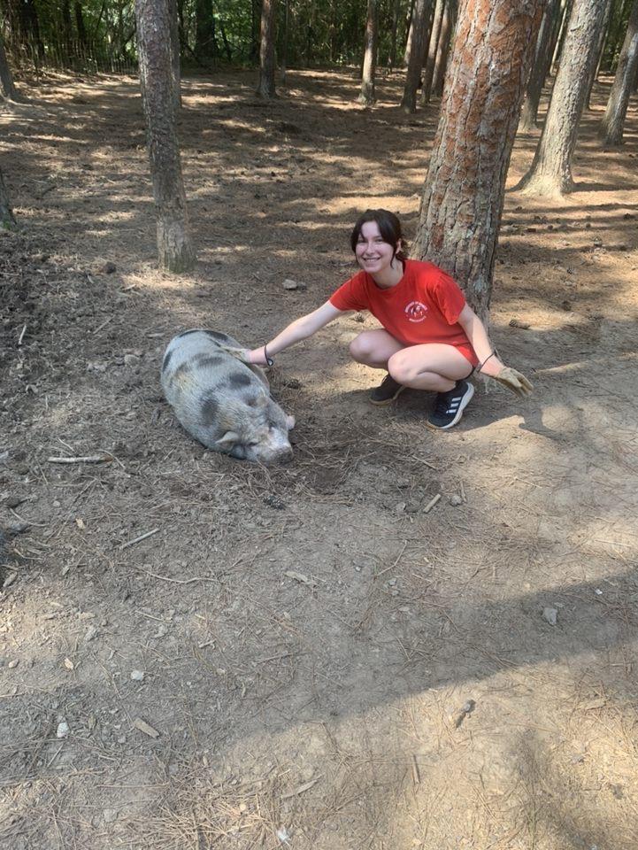 Pig Sighting at Sweet Olive Farm