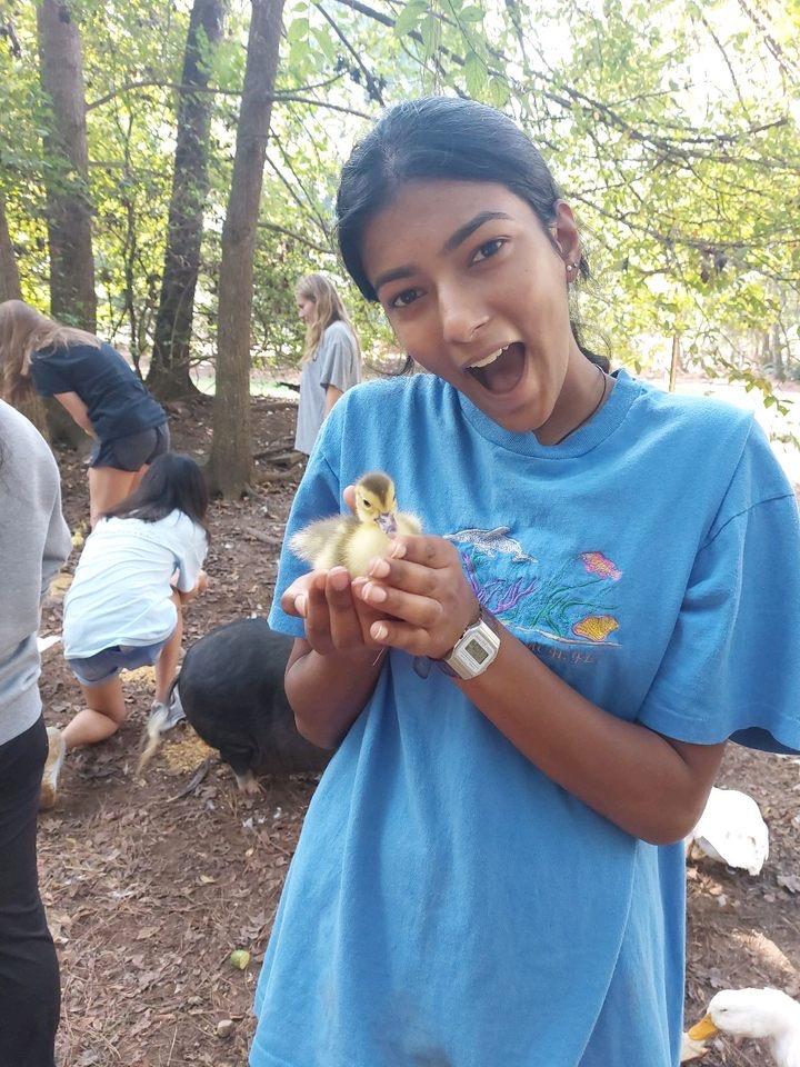 Duck Time at Sweet Olive Farm